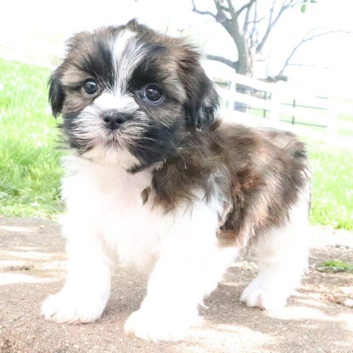 ACA registered brindle and white male Shih Tzu puppy for sale