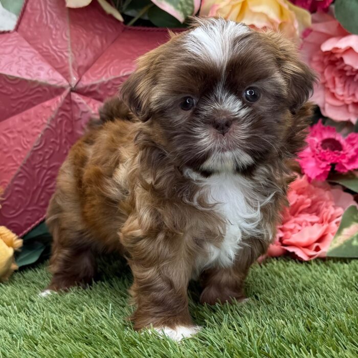AKC registered liver and white female Shih Tzu puppy for sale