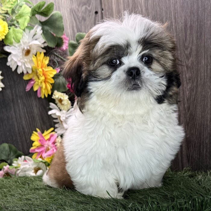 AKC registered male Shih Tzu puppy for sale