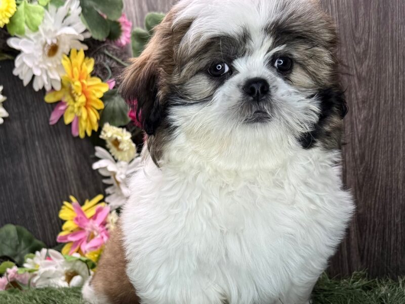 AKC registered male Shih Tzu puppy for sale
