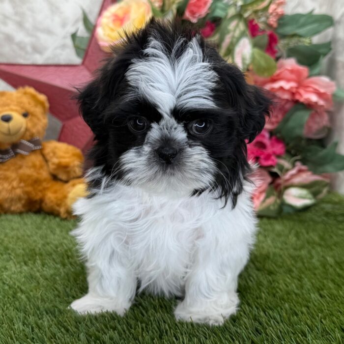 AKC Registered Brindle And White Male Shih Tzu Puppy For Sale