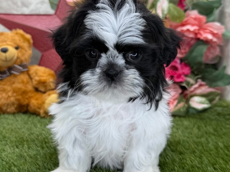 AKC Registered Brindle And White Male Shih Tzu Puppy For Sale
