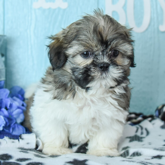AKC registered red and white male Shih Tzu puppy for sale