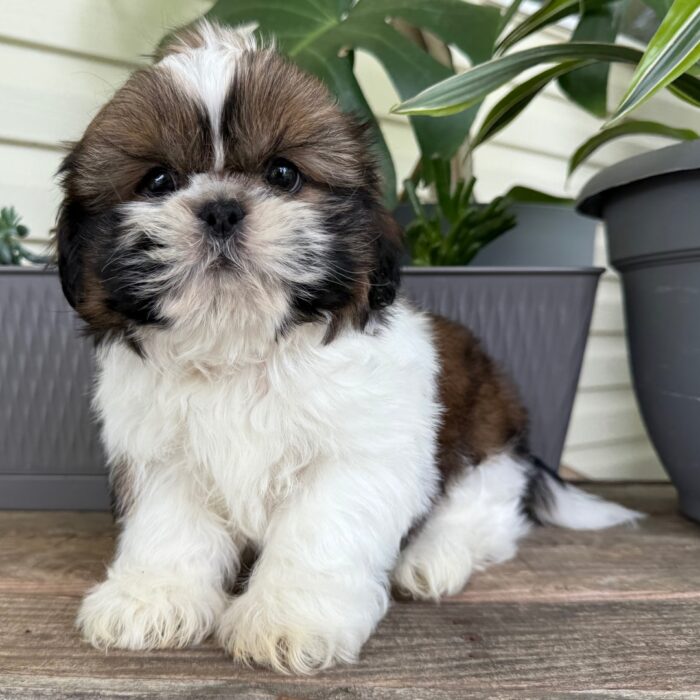 AKC registered gold and white male Shih Tzu puppy for sale