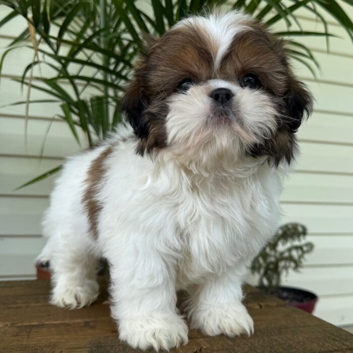 AKC registered gold and white male Shih Tzu puppy for sale