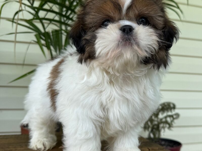 AKC registered gold and white male Shih Tzu puppy for sale