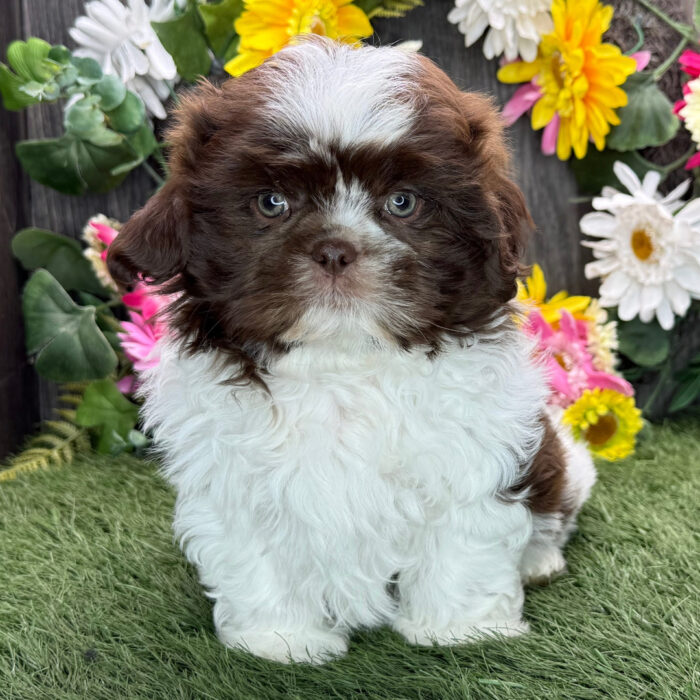AKC registered male liver and white Shih Tzu puppy for sale