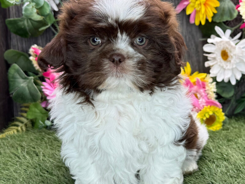 AKC registered male liver and white Shih Tzu puppy for sale
